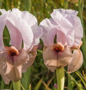 איריס הדור. צילמה: חוה להב ©