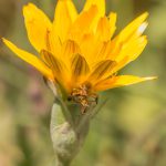 הרדופנין סורי. צילמה: חוה להב ©