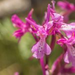 סחלב אנטולי. צילמה: חוה להב ©