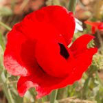 פרג סורי. צילמה: חוה להב ©