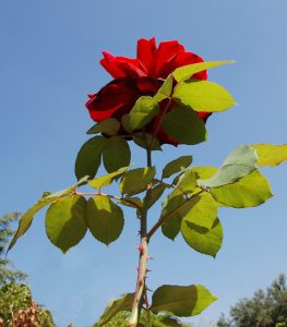 ורד אדום. צילם: עוזי פז ©