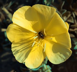 חיפושית רפואה מהסוג Mylabris בפרח של נר-הלילה החופי. צילם: עמיר וינשטיין ©