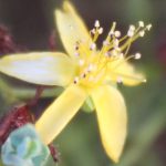 פרע מסולסל. צילם: שיר ורד ©