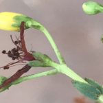 פרע מסולסל. צילם: שיר ורד ©