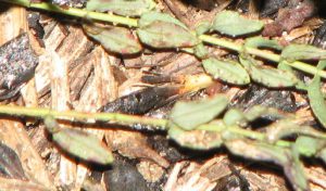 פרע מסולסל. צילם: שיר ורד ©