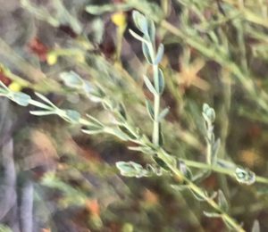 פרע מסולסל. צילם: שיר ורד ©