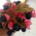 אדמונית החורש, פרי עם מפוחיות בשלות. זרעים פוריים (שחור) וזרעים עקרים (אדום) צילמה: טליה אורון ©