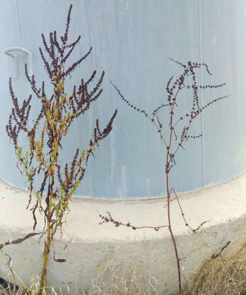 תמונה 4. תפרחות של חומעה משוננת (מימין) וחומעת החוף (משמאל). צילם: עופר הוכברג ©