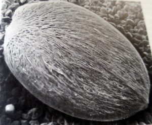 זרע של ריסן דק. מתוך 1977 .Gutterman et al.