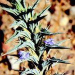 ריסן דק. צילמה: ערגה אלוני ©