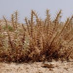 ריסן דק. צילם: עמרם אשל © באדיבות אתר צמח השדה