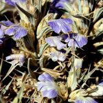 ריסן דק. צילמה: ערגה אלוני ©