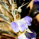 ריסן דק. צילמה: ערגה אלוני ©