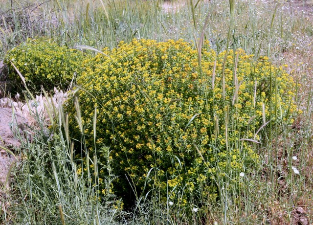 חלבלוב מגובשש Euphorbia hierosolymitana – פורח בסלעים בחבל הים תיכוני ...