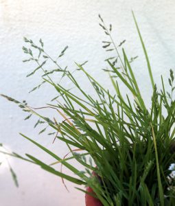 סיסנית הגינות - מראה כללי של הצמח השלם בעת הפריחה. צילמה: ערגה אלוני ©