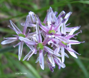 שום תל-אביב. צילמה: ערגה אלוני ©