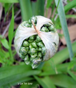 שום תל-אביב. צילמה: ערגה אלוני ©