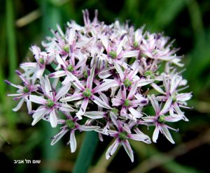 שום תל-אביב. צילמה: ערגה אלוני ©