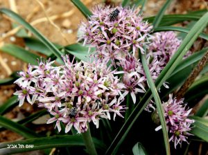 שום תל-אביב. זיבליות מבקרות בפרחים. צילמה: ערגה אלוני ©