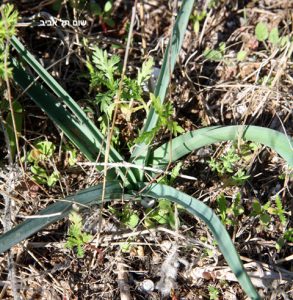 שום תל-אביב. צילמה: ערגה אלוני ©