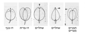 מבנה הפרי בסוגים חופניים, שחליים, דו-פרית ודו-כנף. מתוך Rothmaler, 1987