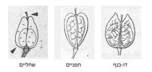 מבנה הפרי בחופניים, דו-כנף ושחליים: בחופניים ובדו-כנף מכילה כל מגורה זרעים אחדים; בשחליים בכל מגורה זרע בודד. מתוך Rothmaler 1987