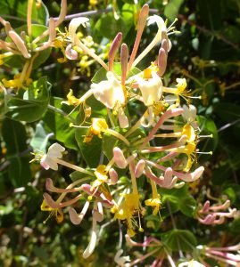 יערה איטלקית. צילם: שיר ורד ©