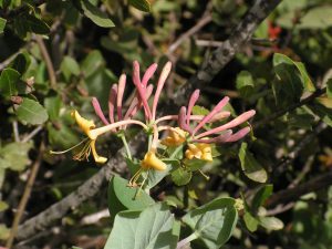 יערה איטלקית. צילם: שיר ורד ©