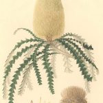 בנקסיה Banksia speciosa – איור של Ferdinand Bauer , מקור: Natural History Museum, UK