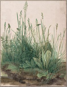 ציור של Albrecht Dürer – "חתיכת דשא גדולה"