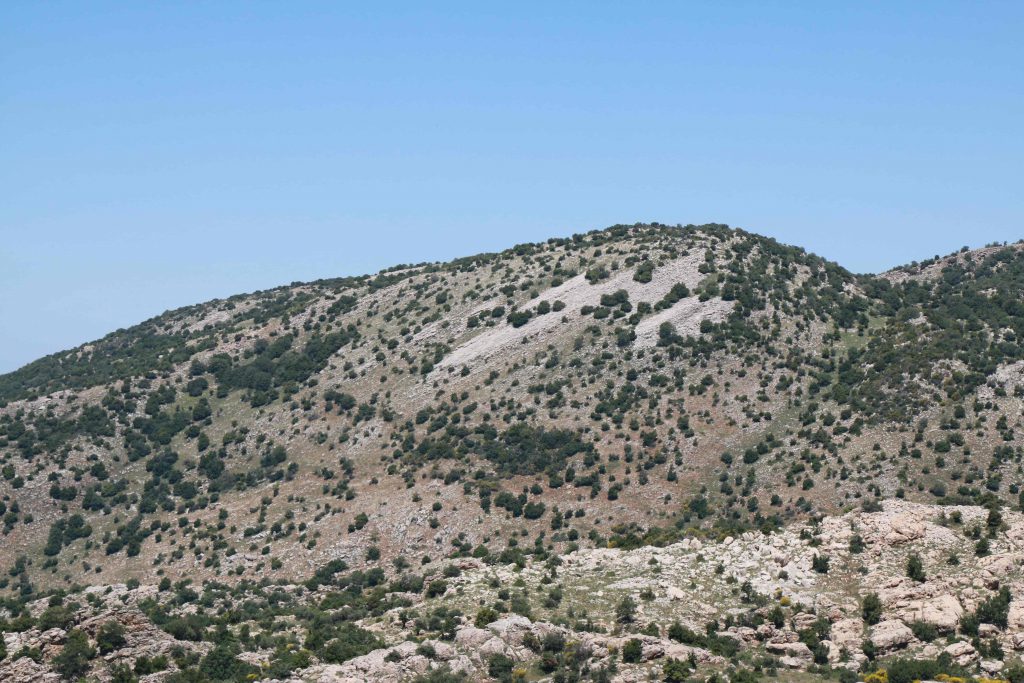 נוף הצומח בהר אלון, מבט מביר אנסובא. צילם: עוז בן-יהודה ©