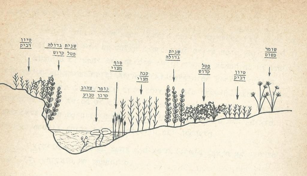 חתך סכמטי של הצומח במקווה מים. משמאל - גדה גבוהה, מימין - גדה נמוכה.  מתוך: ויזל, פולק וכהן, 1978.
