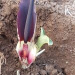 אחילוף קטן ,צומת בראון טליה אורון ©