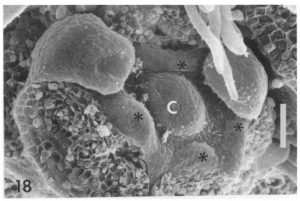 צילום מיקרוסקופי בטכנולוגית SEM של ניצני פרח חרוב. מתוך Tucker1996