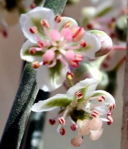 פרחים עם אבקנים מפותחים וצלקות העלי של שיח שבטוט. תמונה: ערגה אלוני ©