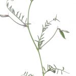 בקיה ארוכת-עוקץ, הר אביטל צפון הגולן, צילם יאיר אור © 