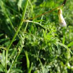 בקיה ארוכת-עוקץ באתרה בהר-אביטל, צילם יאיר אור ©