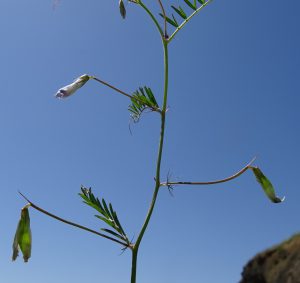 בקיה ארוכת-עוקץ, הר אביטל צפון הגולן, צילם יאיר אור ©