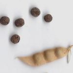 קיה ארוכת-עוקץ באתרה בהר-אביטל, צילם יאיר אור ©