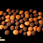 ערבוב מכוון של זרעי בקיה ארוכת-עוקץ (זרע בצבע חום כהה עם נימור) עם זרעי עדשה תרבותית. מוצג הגודל והמבנה הדומים של הזרעים, צילם יואל מלמד ©