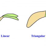 צורת השורשון השונה המבדיל בין הסוג בקיה(מימין) לסוג עדשה(משמאל), מתוך Kirkbride 2003
