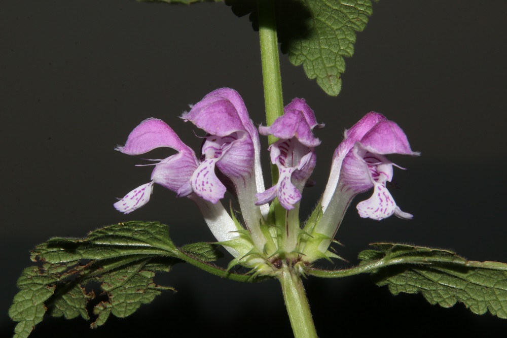 נזמית הכתמים, צילם נוגן צברי ©