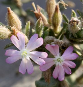 ציפורנית בשרנית. צילמה: ערגה אלוני©