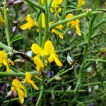 רתמה קוצנית. צילמה: ערגה אלוני©