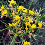 רתמה קוצנית. צילמה: ערגה אלוני©