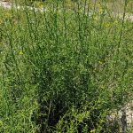 רתמה קוצנית. צילמה: ערגה אלוני©