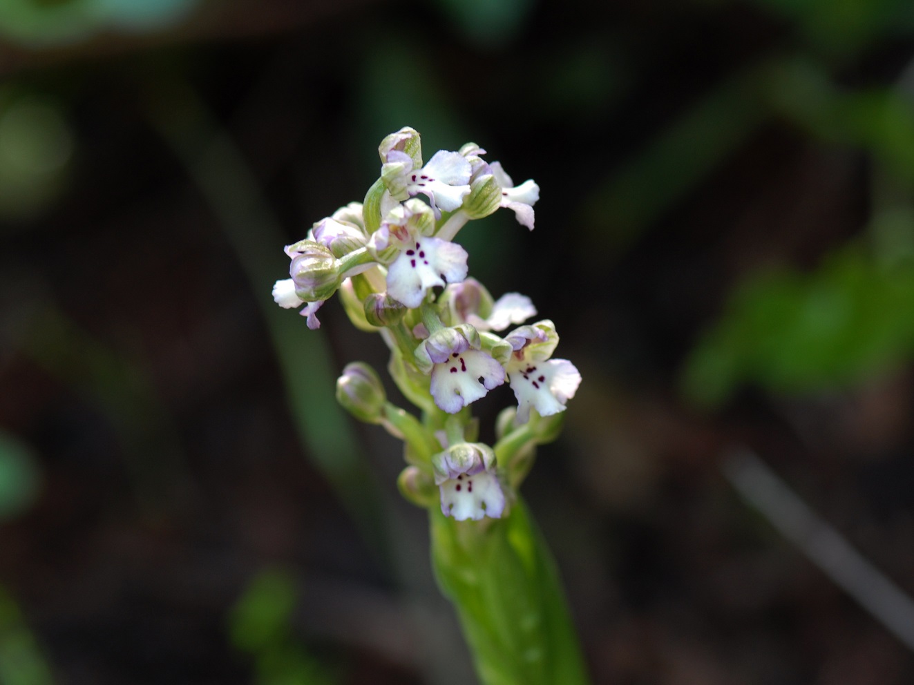 סחלב מצויר, חורשים - הר-שזור, צילם: ל. אלמגור©.