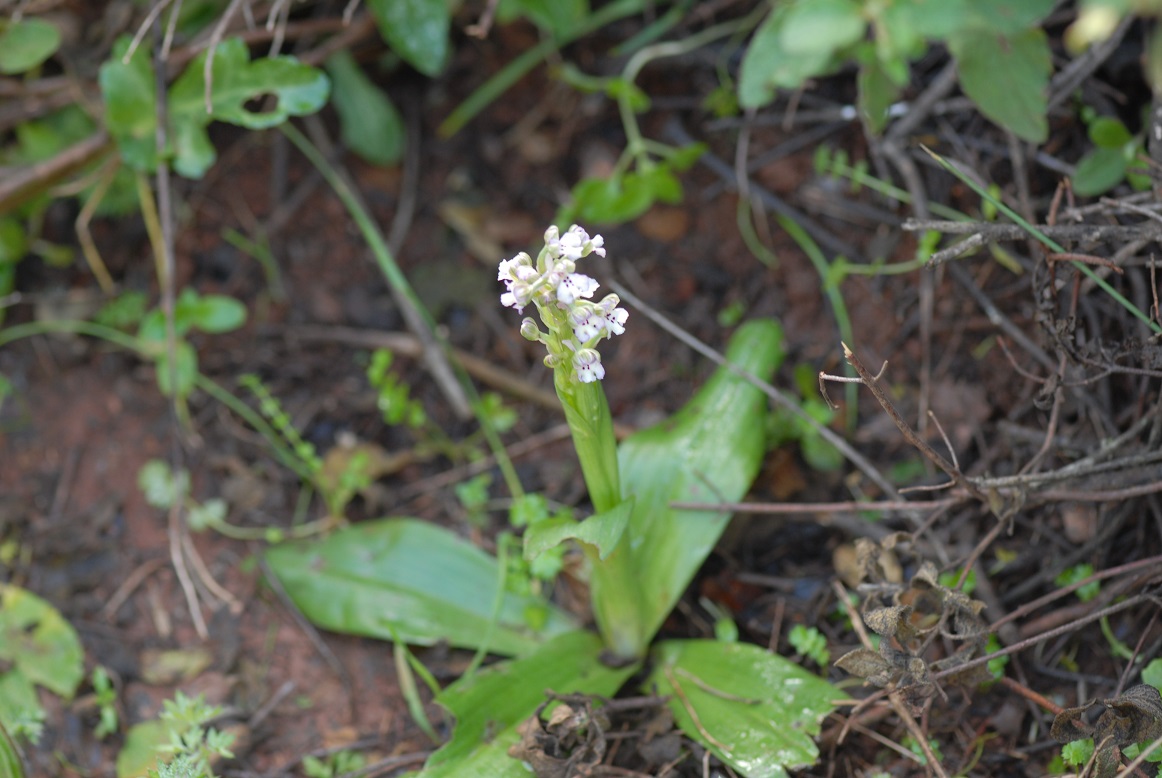 סחלב מצויר, חורשים - הר-שזור, צילם: ל. אלמגור©.