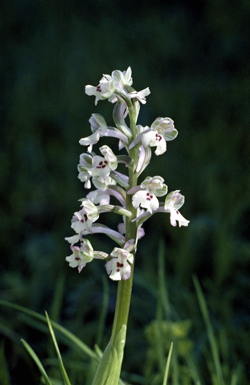 סחלב מצויר, צילם: איתן שפירא©.