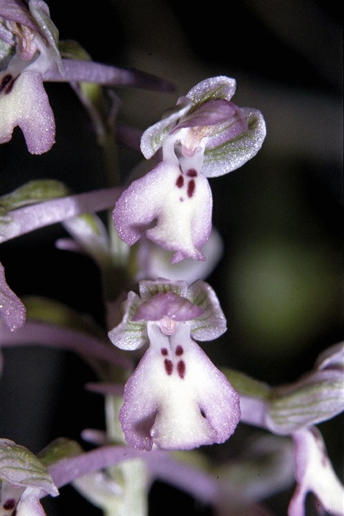 סחלב מצויר, צילם: איתן שפירא©.